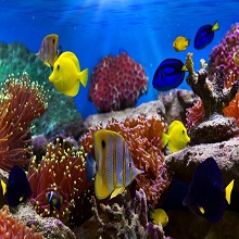 Fish and Corals 1.0 PC Software