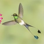 National Geographic Hummingbirds PREMIUM 1.0.0.0 PC Software