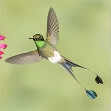 National Geographic Hummingbirds PREMIUM 1.0.0.0 PC Software