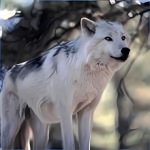 Wolves by Dave Johnson 1.0.0.0 PC Software